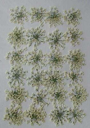 業(yè)務用 押し花　レースフラワーホワイト500輪入 大容量 500枚ドライフラワー デコ レジン 封印