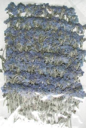業(yè)務(wù)用 押し花　勿忘草　柄付　ブルー 大容量 500枚ドライフラワー デコ レジン 封印