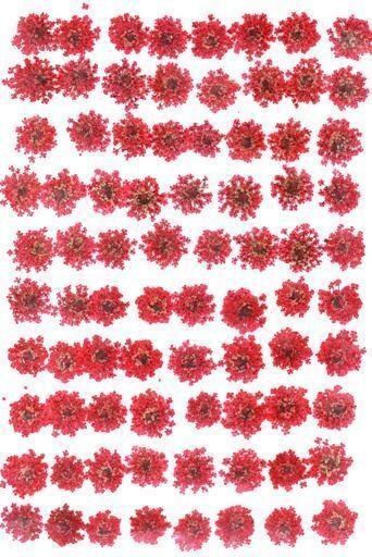 業(yè)務用 押し花　レースフラワー　赤染め 大容量 500枚ドライフラワー デコ レジン 封印