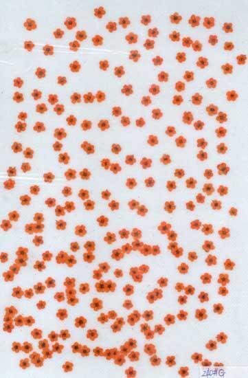 業(yè)務(wù)用 押し花　ネイル用小花　オレンジ染め 大容量 500枚ドライフラワー デコ レジン 封印