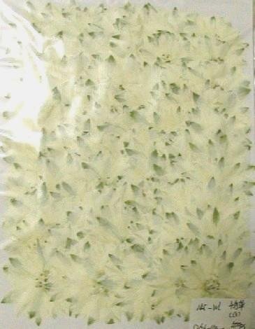 業(yè)務(wù)用 押し花　千鳥草ホワイト 大容量 500枚ドライフラワー デコ レジン 封印