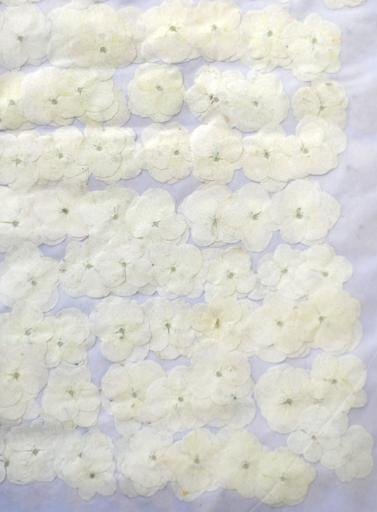 業(yè)務(wù)用 押し花　アジサイ　アイボリー染め 大容量 500枚ドライフラワー デコ レジン 封印
