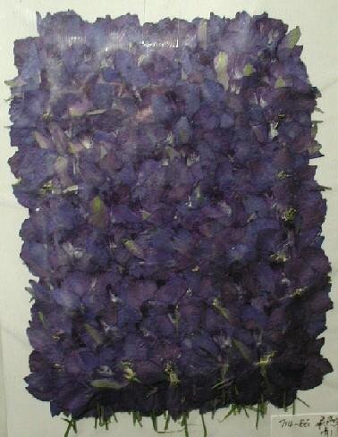 業(yè)務(wù)用 押し花　デルフィニューム　ブルー 大容量 300枚ドライフラワー デコ レジン 封印
