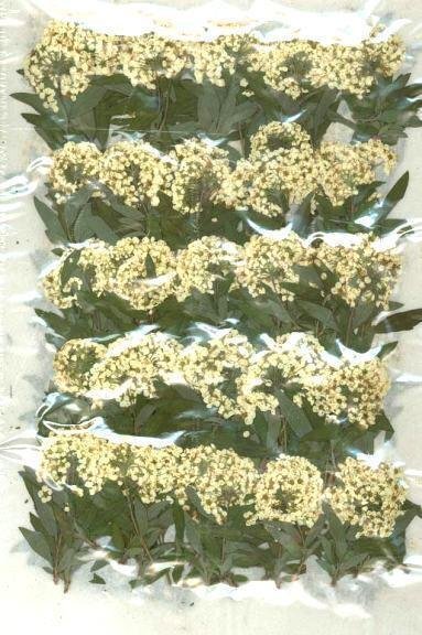 業(yè)務(wù)用 押し花　コデマリ葉つき　300本入 大容量 300枚ドライフラワー デコ レジン 封印