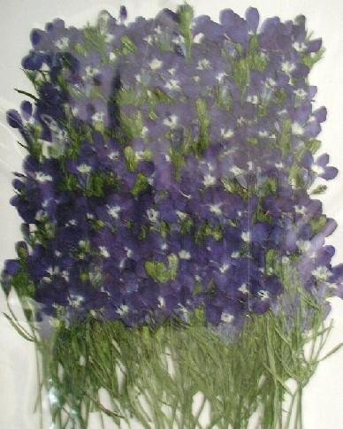 業(yè)務(wù)用 押し花　ロベリア　葉付き　ブルー 大容量 500枚ドライフラワー デコ レジン 封印
