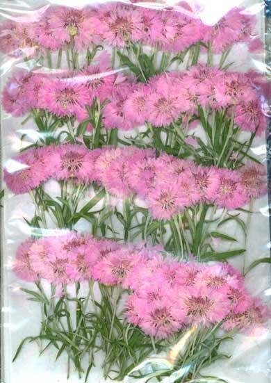 業(yè)務(wù)用 押し花　矢車菊葉付き　ピンク 大容量 300枚ドライフラワー デコ レジン 封印