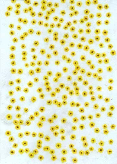 業(yè)務(wù)用 押し花　ネイル用小花　黃色染め 大容量 500枚ドライフラワー デコ レジン 封印