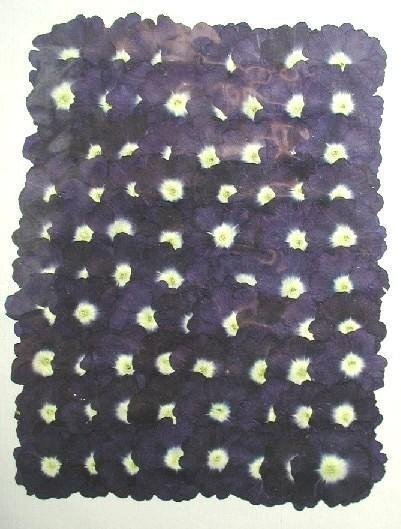 業(yè)務(wù)用 押し花　バーベナ　ブルー 大容量 500枚ドライフラワー デコ レジン 封印
