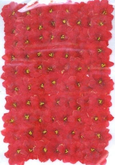 業(yè)務(wù)用 押し花　水仙花　赤 大容量 300枚ドライフラワー デコ レジン 封印