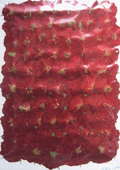 業(yè)務(wù)用 押し花　ミニバラ 大容量 500枚ドライフラワー デコ レジン 封印
