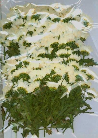 業(yè)務(wù)用 押し花　ノースポール　葉付き橫押し 大容量 300枚ドライフラワー デコ レジン 封印