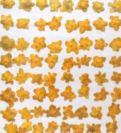 業(yè)務(wù)用 押し花素材　アジサイ　黃色染め 大容量 500枚ドライフラワー デコ レジン 封印