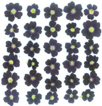 業(yè)務(wù)用 押し花　バーベナ　ブルー 大容量 500枚ドライフラワー デコ レジン 封印