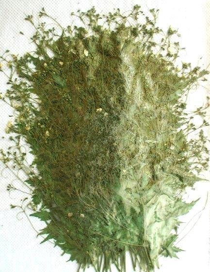 業(yè)務用 押し花　風船カズラ 大容量 300枚ドライフラワー デコ レジン 封印