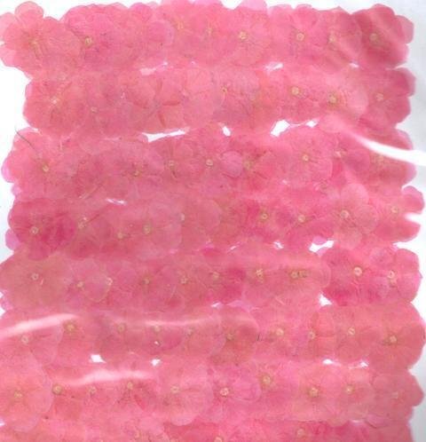 業(yè)務(wù)用 押し花　フロックス　ピンク染め 大容量 500枚ドライフラワー デコ レジン 封印