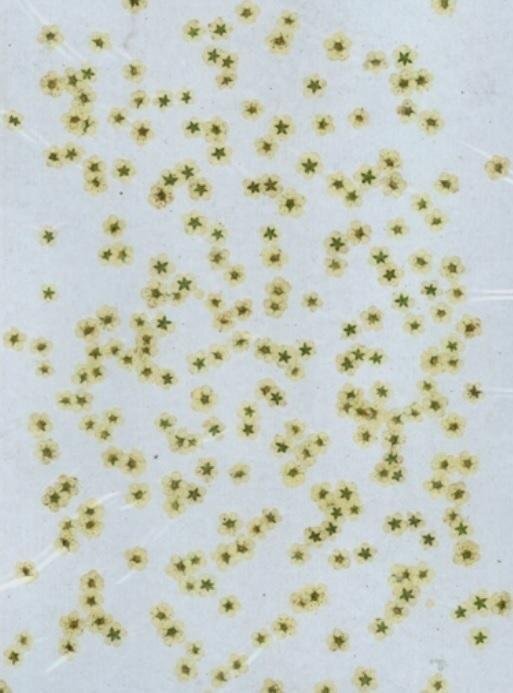 業(yè)務(wù)用 押し花　ネイル用小花　ホワイト 大容量 500枚ドライフラワー デコ レジン 封印