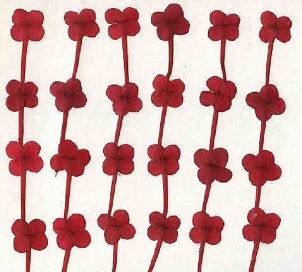 業(yè)務(wù)用 押し花　センタンカ赤染め　橫押し 大容量 500枚ドライフラワー デコ レジン 封印