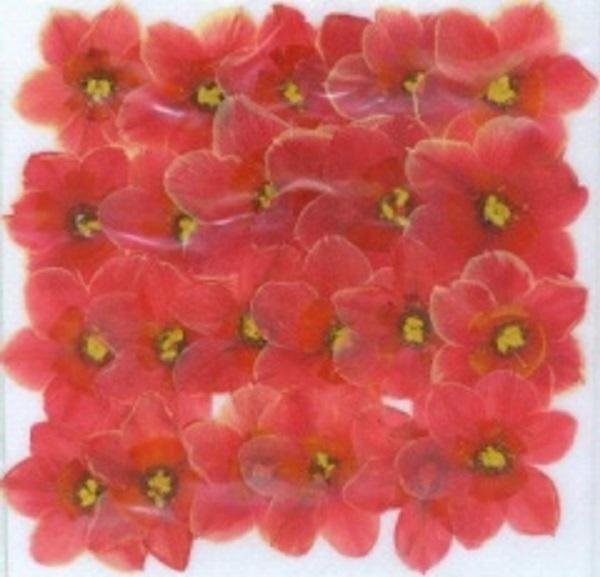 業(yè)務(wù)用 押し花　水仙花　赤 大容量 300枚ドライフラワー デコ レジン 封印