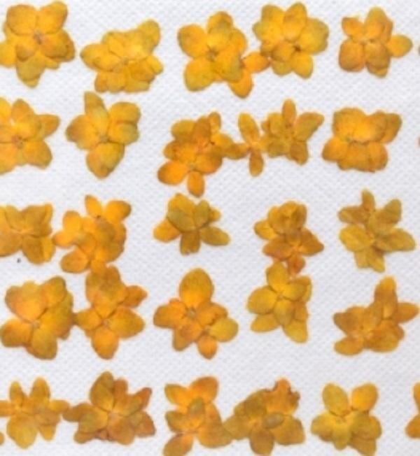 業(yè)務(wù)用 押し花素材　アジサイ　黃色染め 大容量 500枚ドライフラワー デコ レジン 封印