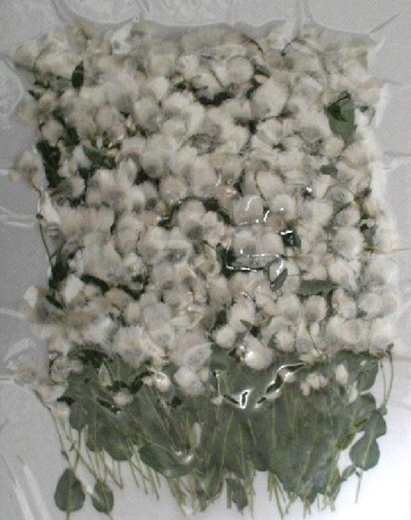 業(yè)務(wù)用 押し花　ロータンセ　蕾葉付きホワイト 大容量 500枚ドライフラワー デコ レジン 封印