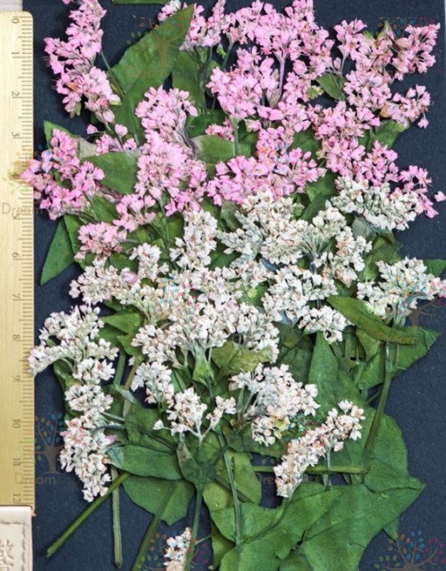 押し花 素材 ドライフラワー リーフ クラフト レジン　蕎麥の花