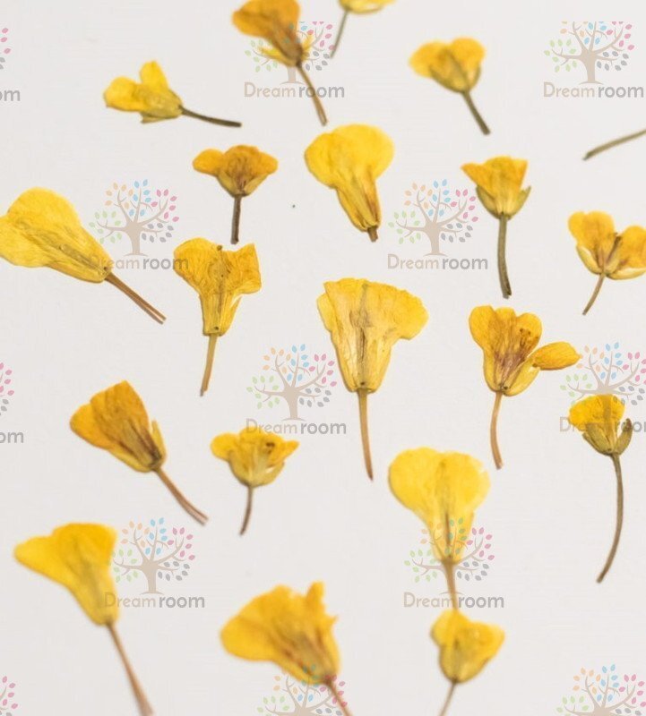 押し花 素材 ドライフラワー リーフ クラフト レジン　DR208押し花材料　 菜の花