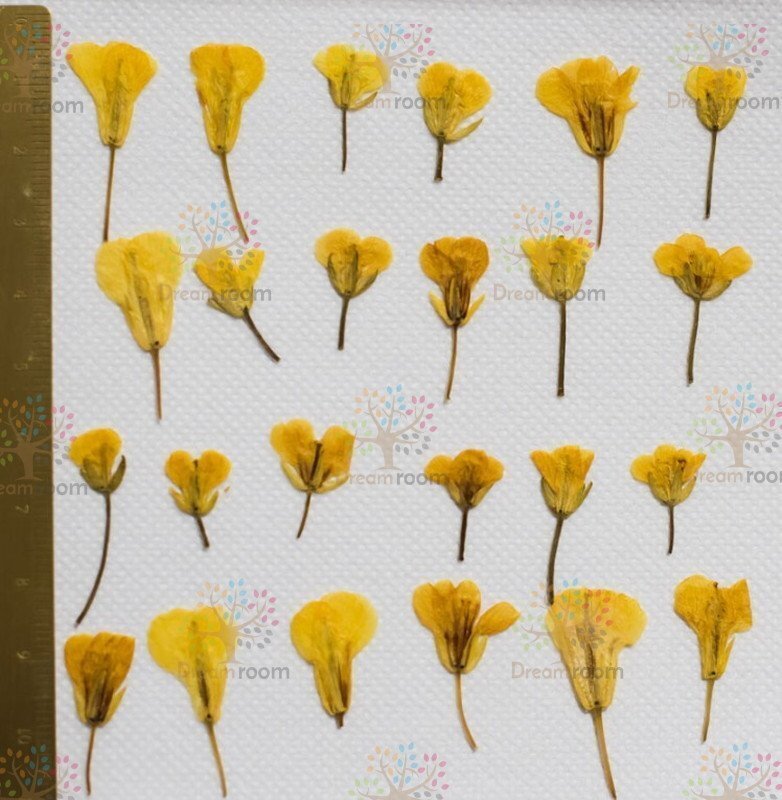 押し花 素材 ドライフラワー リーフ クラフト レジン　DR208押し花材料　 菜の花
