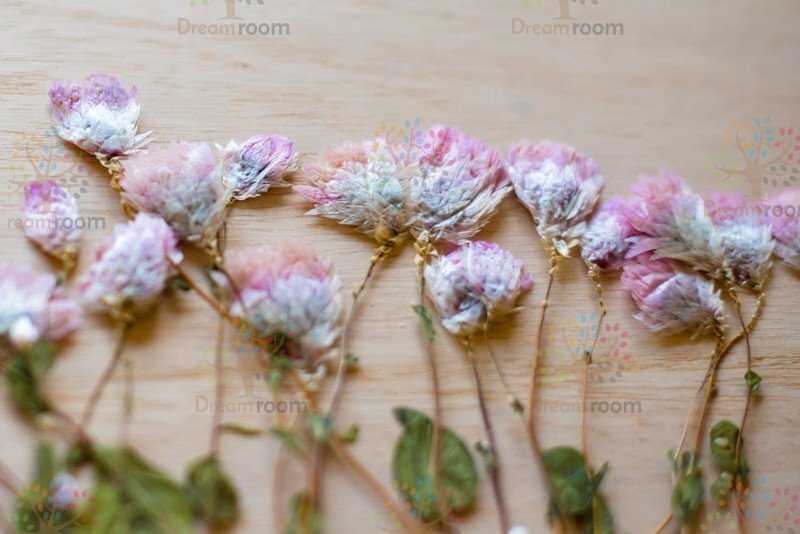 押し花 素材 ドライフラワー リーフ クラフト レジン　DR147H-K　ロータンセ蕾葉付　ピンク