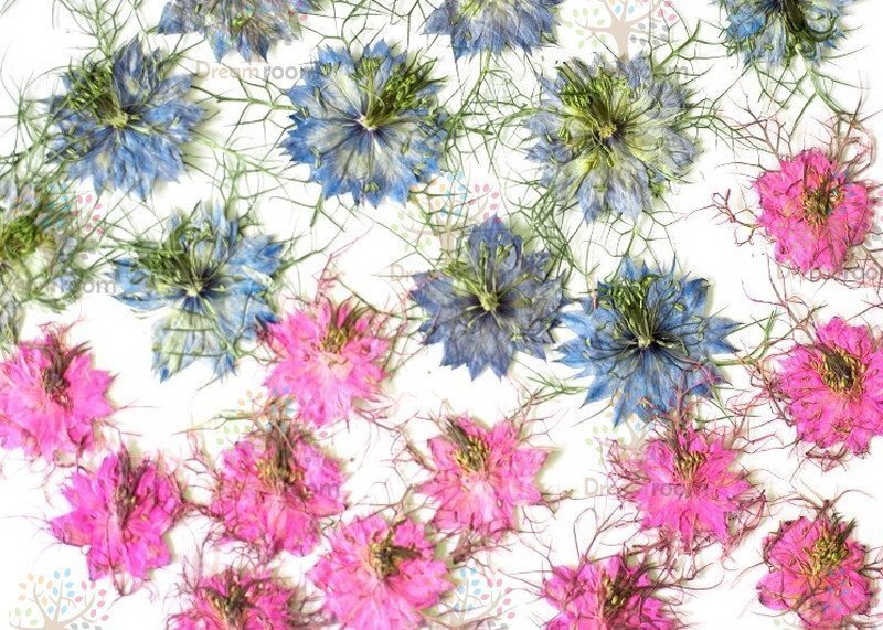 押し花 素材 ドライフラワー リーフ クラフト レジン　ニゲラ