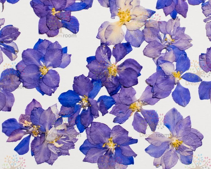 押し花 素材 ドライフラワー リーフ クラフト レジン　DR145-B　押し花　千鳥草　ブルー