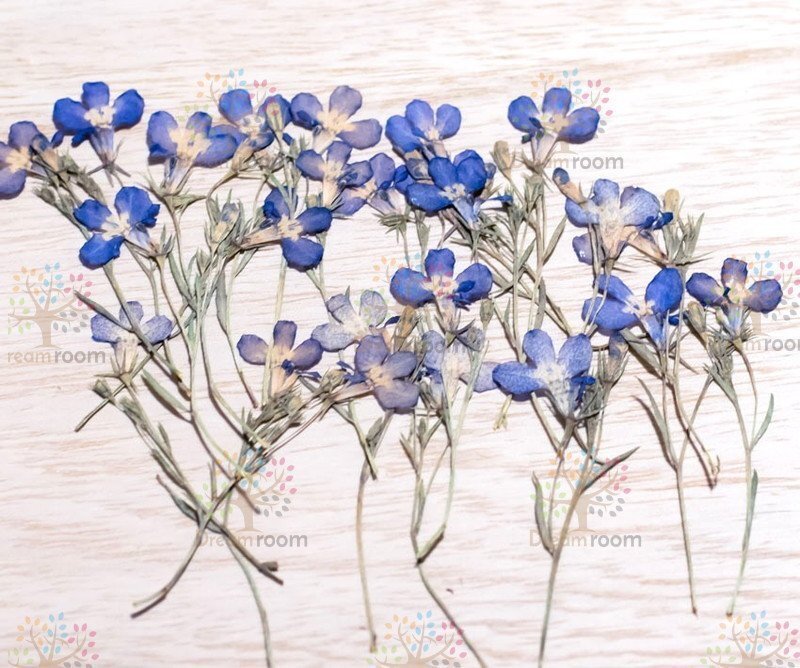 押し花 素材 ドライフラワー リーフ クラフト レジン　DR148H-B ロベリア　葉付 訳あり
