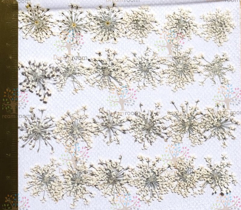 押し花 素材 ドライフラワー リーフ クラフト レジン　DR202-W　押し花　レースフラワー　白