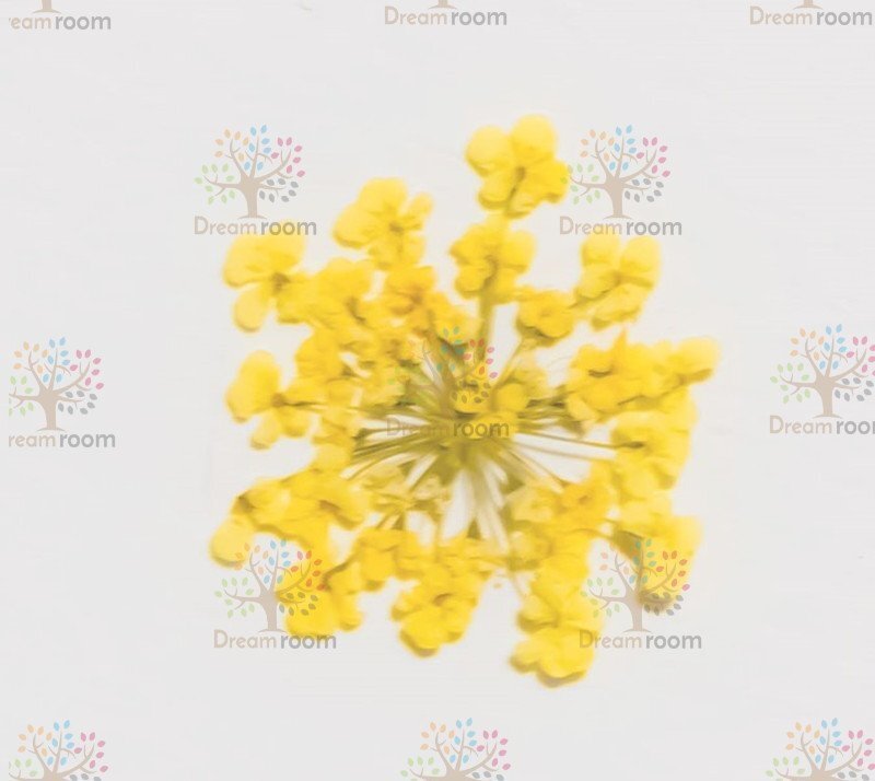 押し花 素材 ドライフラワー リーフ クラフト レジン　DR202Y　押花　レースフラワー黃色染め