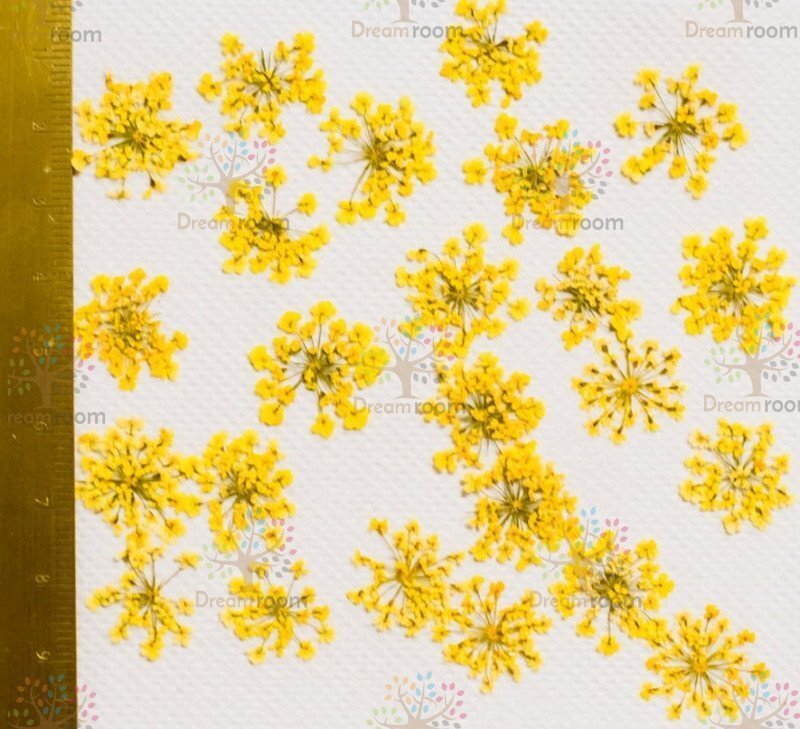 押し花 素材 ドライフラワー リーフ クラフト レジン　DR202Y　押花　レースフラワー黃色染め