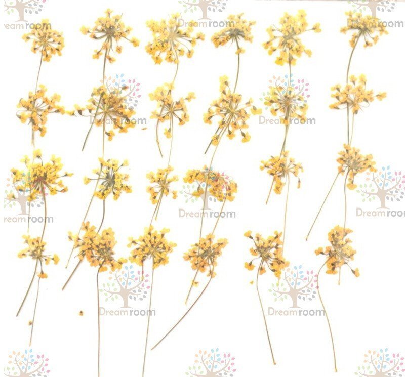 押し花 素材 ドライフラワー リーフ クラフト レジン　DR202HY　押し花　レースフラワー柄付　黃色染め?。玻摧? />
                                    </span> 
                                </div>

								<div   id=