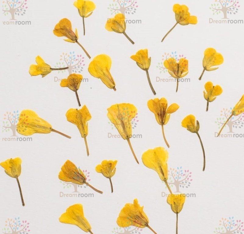 押し花 素材 ドライフラワー リーフ クラフト レジン　DR208押し花材料　 菜の花