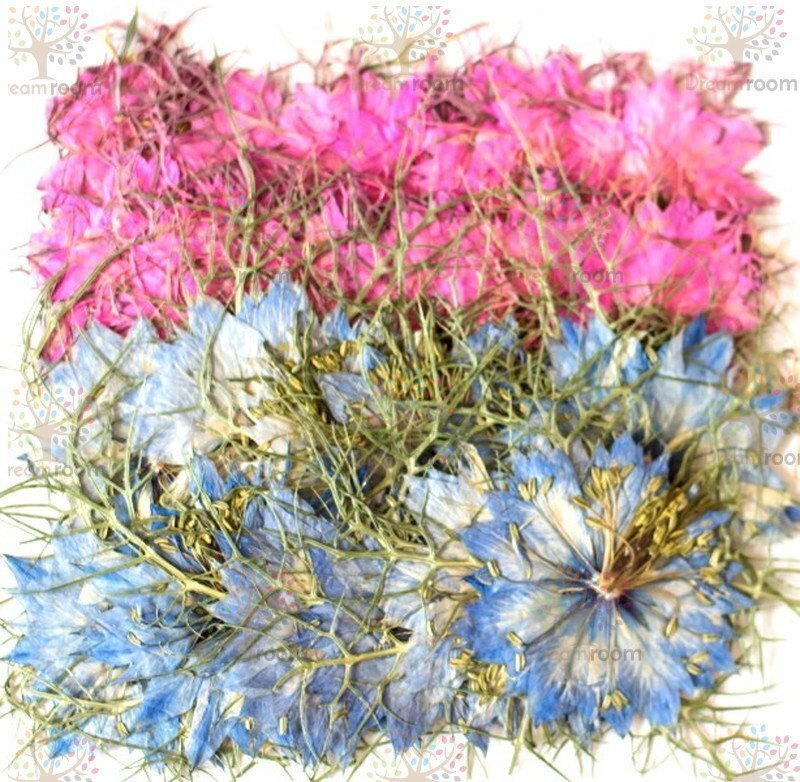 押し花 素材 ドライフラワー リーフ クラフト レジン　ニゲラ
