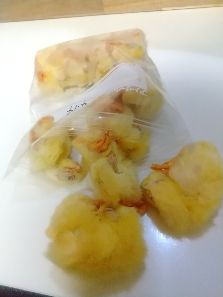 冷凍ヒヨコ 200羽 ◇送料著払い(送料は説明文に記載あり) ありがとうございます 結構売れてます！