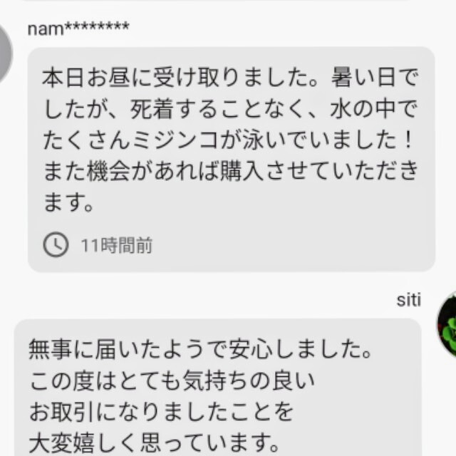 ★大ミジンコ、タマミジンコMIX飼育水200ml★國産生クロレラで爆殖中！