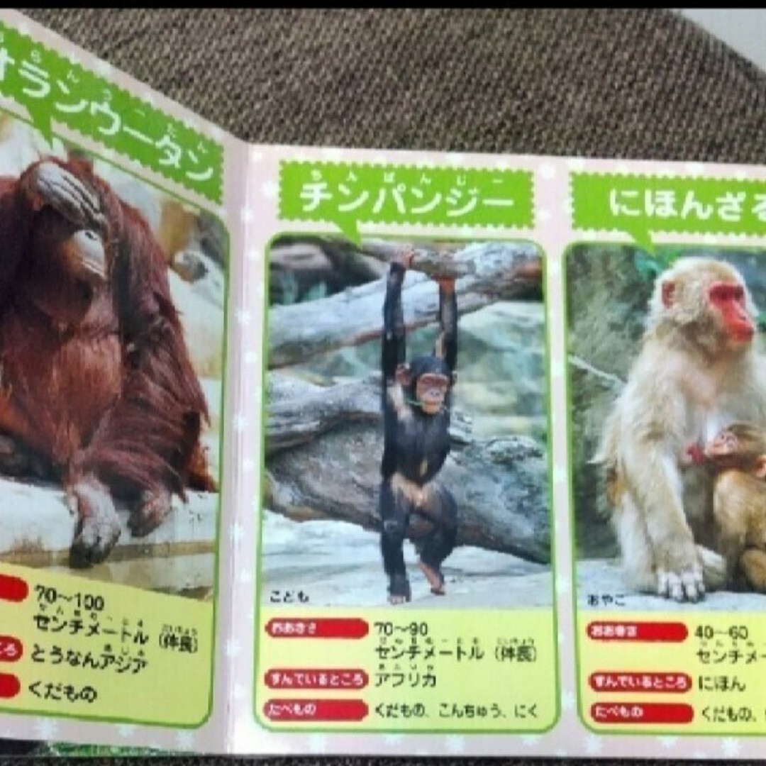 絵本 どうぶつえん 動物園 写真内山晟_画像4