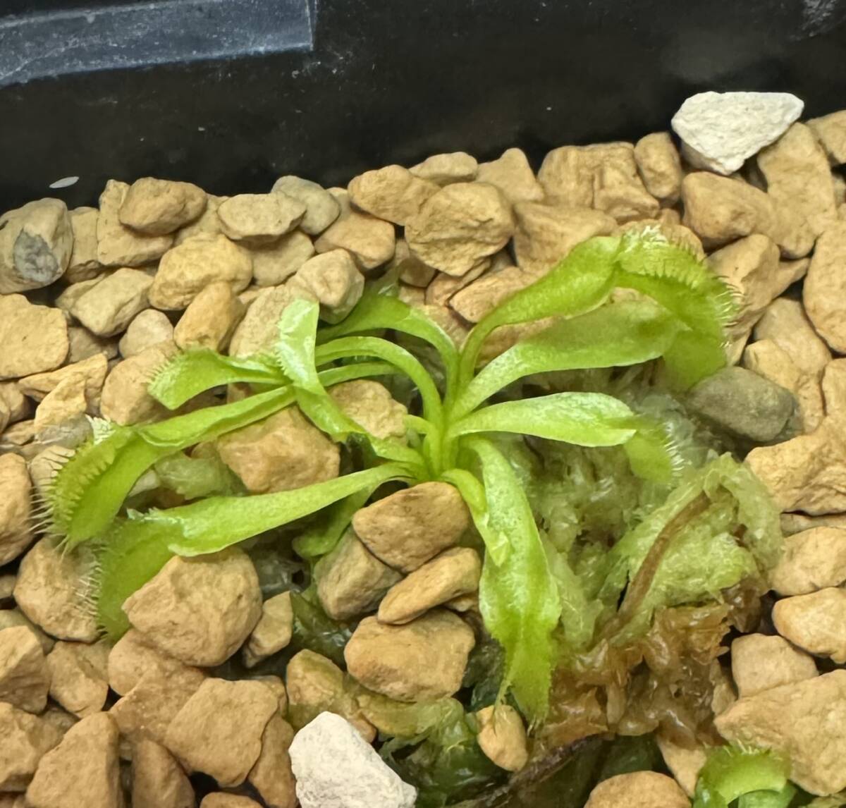 □D. muscipula　”Crusader” 　ハエトリソウ Dionaea　食蟲植物