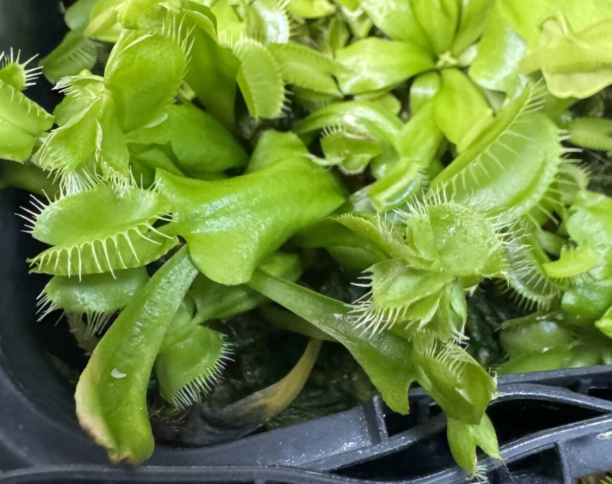 ◆D. muscipula　” Cerberus” 　ハエトリソウ Dionaea　食蟲植物