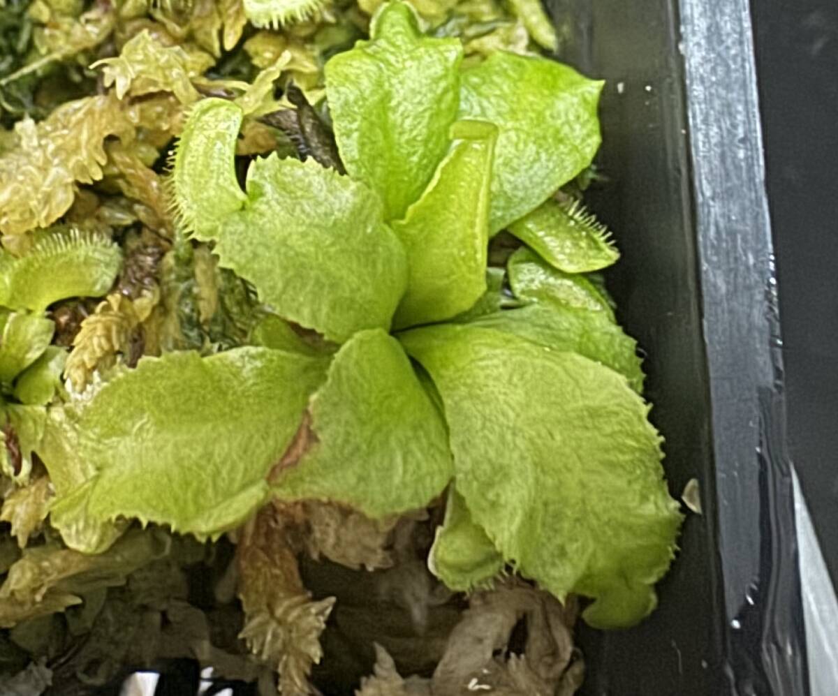 □D. muscipula　”Montecore” 　ハエトリソウ Dionaea　食蟲植物