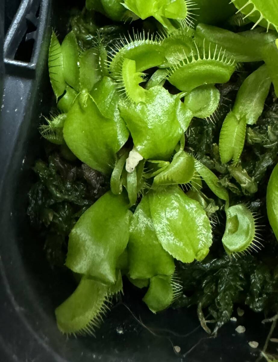 ◆D. muscipula　” Cerberus” 　ハエトリソウ Dionaea　食蟲植物