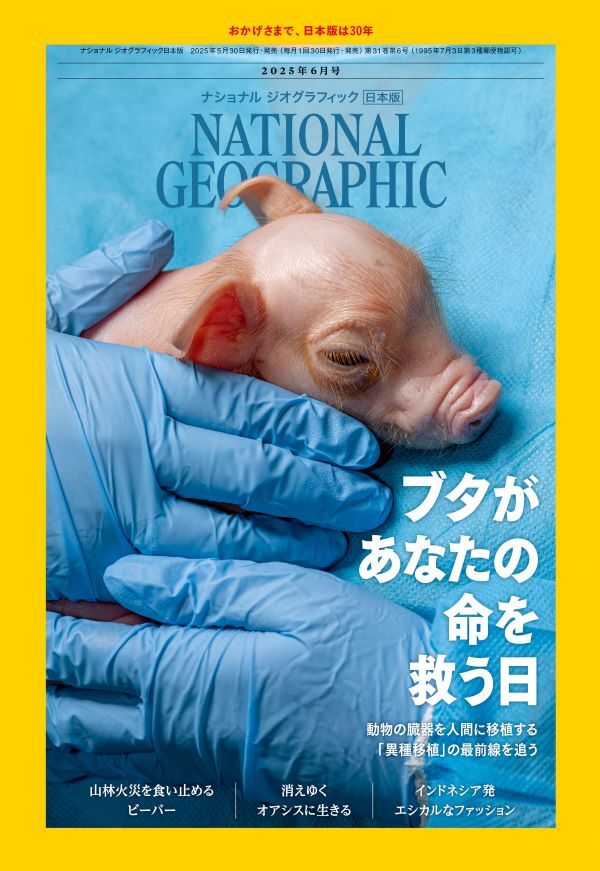 ●ナショナルジオグラフィック2025年6月號(hào)「ブタがあなたの命を救う日」特集號(hào) 中古 送料無料！