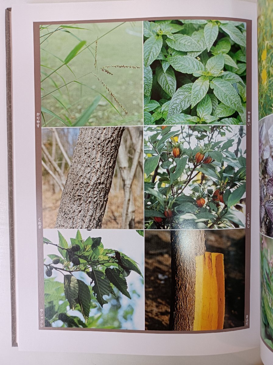 日本草木染譜 記念復刻版 山崎斌著 限定1200部の内 第140番 1986 外箱付き 染織と生活社/糸染/植物/灰汁/椿/紫蘇/藍/クチナシ/B3506148_画像3