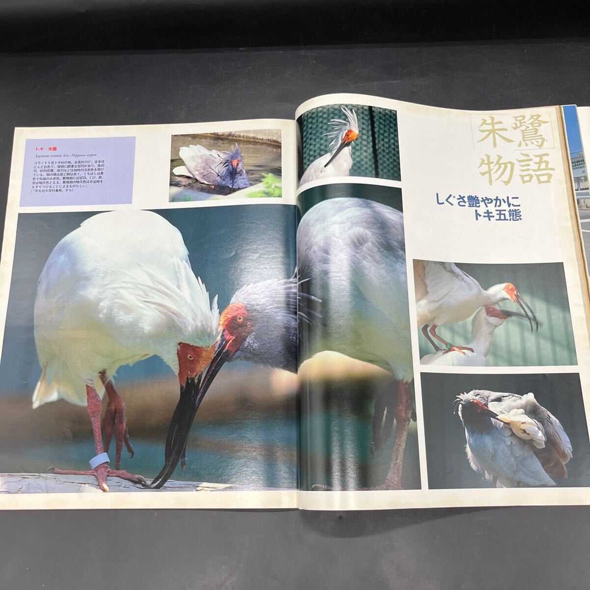 『アサヒグラフ 1993 7/2』云仙?普賢岳 川崎ゆきお 「猟奇王」三里冢ラスト?イメージ YMO再生コンサート 滅びゆく朱鷺 涼風(fēng)真世 