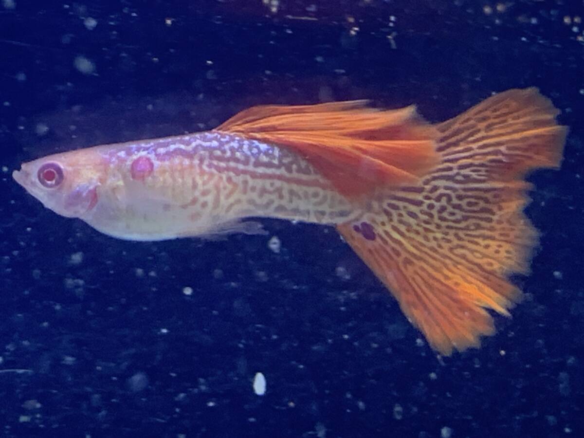 RRE.A красный гонки Cobra 2 пара [ местного производства Guppy ]