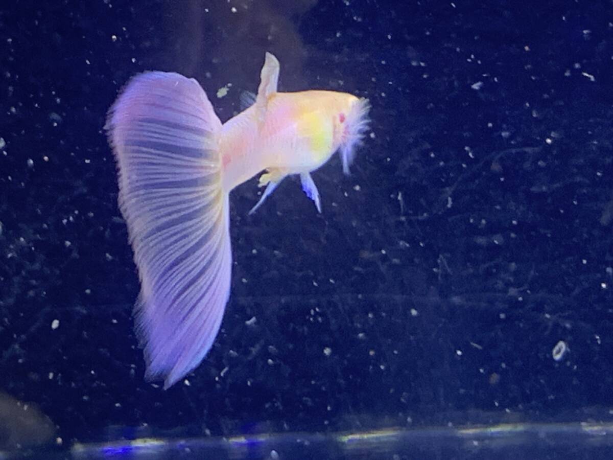 RRE.A Moss ko- голубой . рыба 10 шт [ местного производства Guppy ] прекрасный вид 