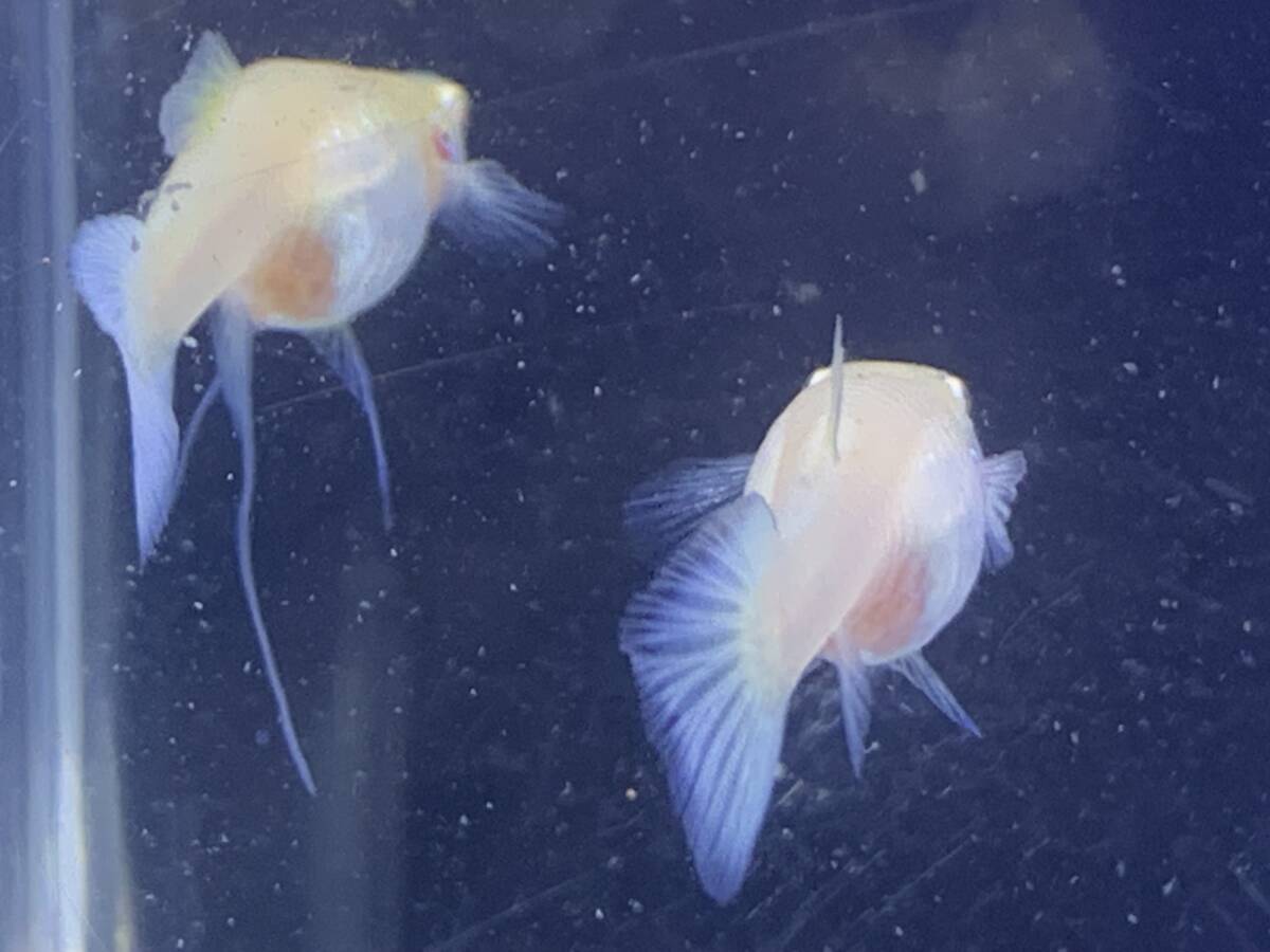 RRE.A Moss ko- голубой . рыба 10 шт [ местного производства Guppy ] прекрасный вид 